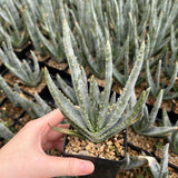 Aloe compressa var schistophil-Aloe-W5-8cm-image-9