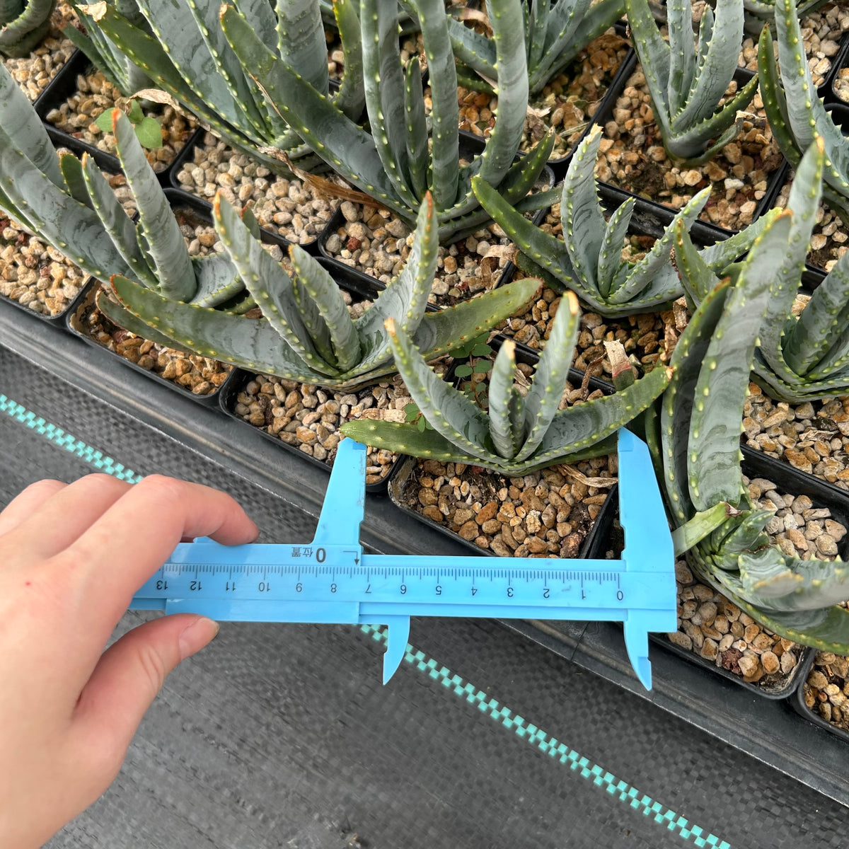Aloe compressa var schistophil-Aloe-W5-8cm-image-10