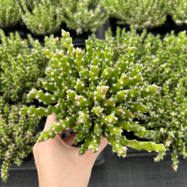 Euphorbia ramulosa — plant photograph 1