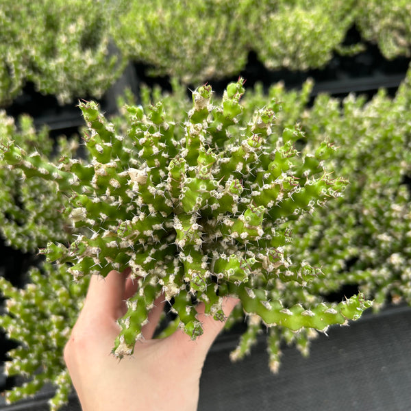 Euphorbia ramulosa — plant photograph 2
