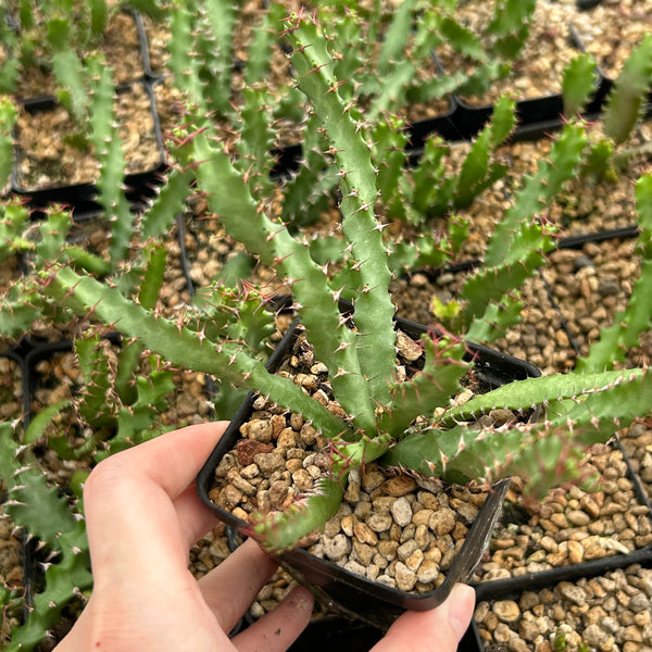 Euphorbia squarrosa — plant photograph 2