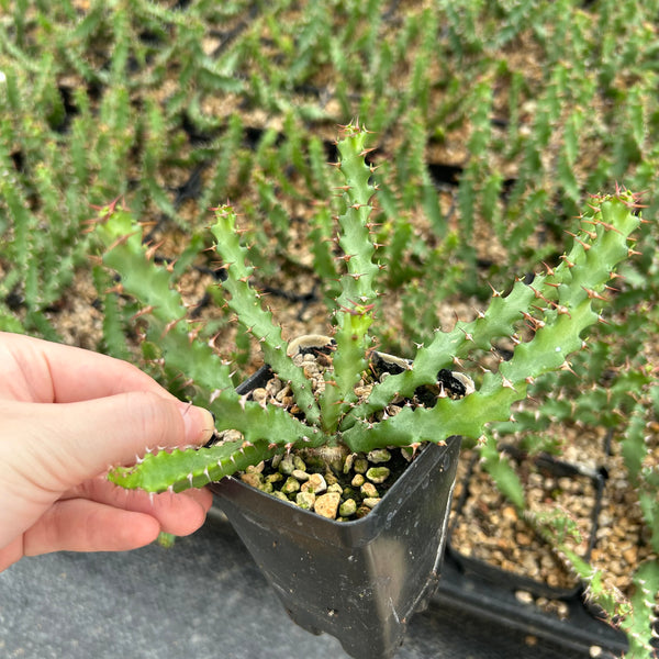 Euphorbia squarrosa — plant photograph 1