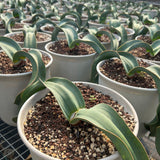 Welwitschia mirabilis