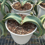 Welwitschia mirabilis