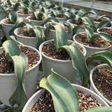 Welwitschia mirabilis