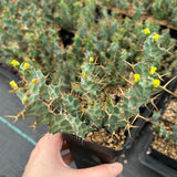 Euphorbia clavigera var. (blue)-Euphorbia-W6-8cm-image-2