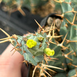 Euphorbia clavigera var. (blue)-Euphorbia-W6-8cm-image-6