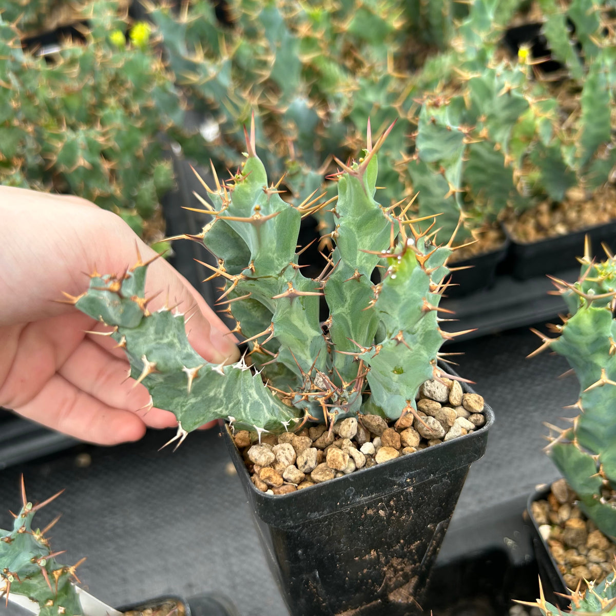Euphorbia clavigera var. (blue)-Euphorbia-W6-8cm-image-3