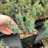 Euphorbia clavigera var. (blue)-Euphorbia-W6-8cm-image-3