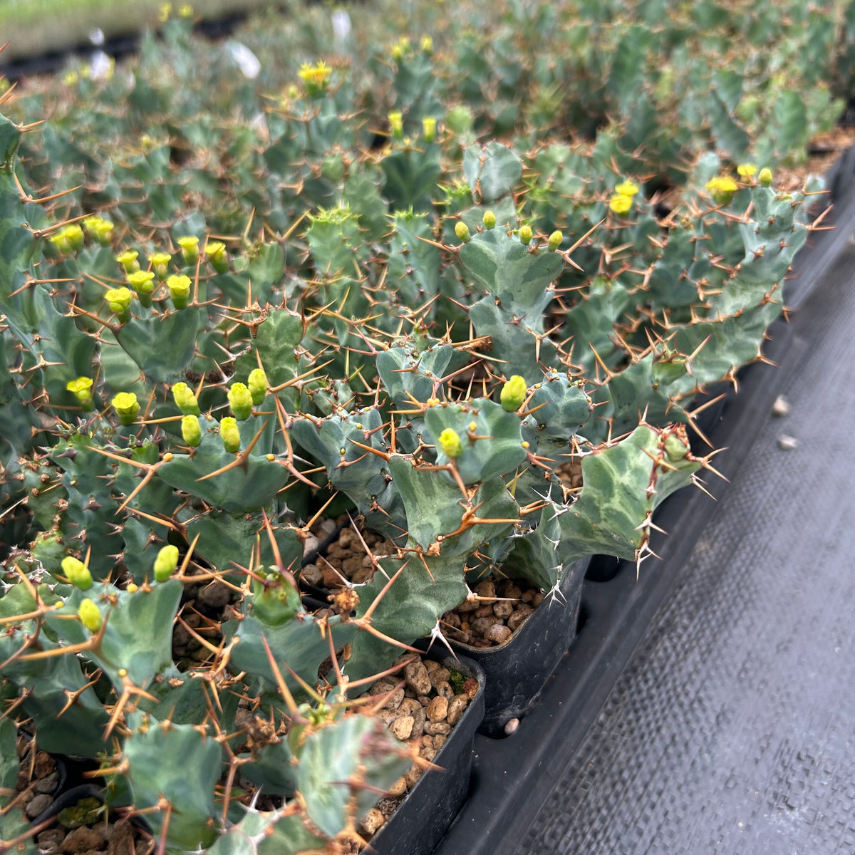 Euphorbia clavigera var. (blue)-Euphorbia-W6-8cm-image-7