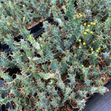 Euphorbia clavigera var. (blue)-Euphorbia-W6-8cm-image-9