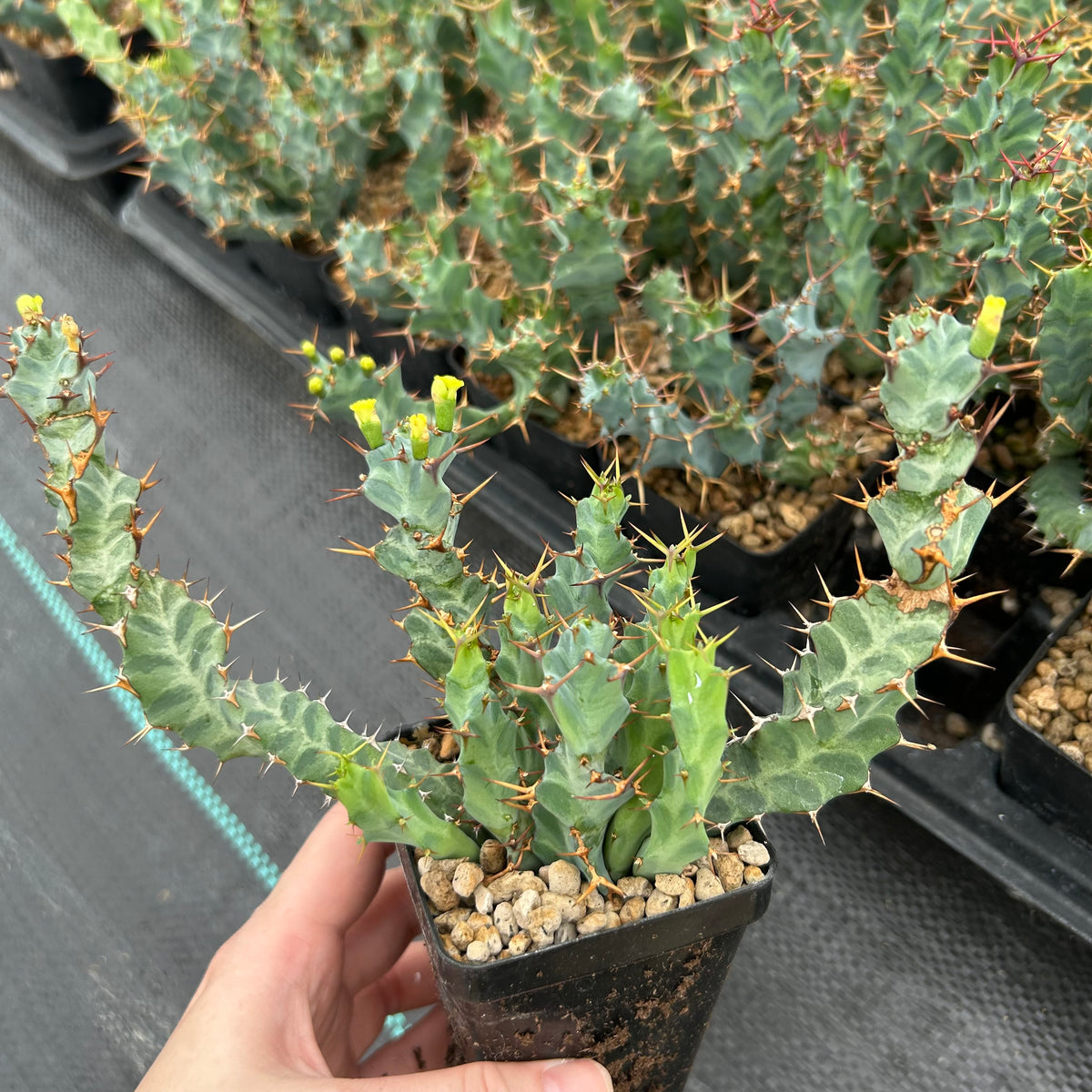 Euphorbia clavigera var. (blue)-Euphorbia-W6-8cm-image-4