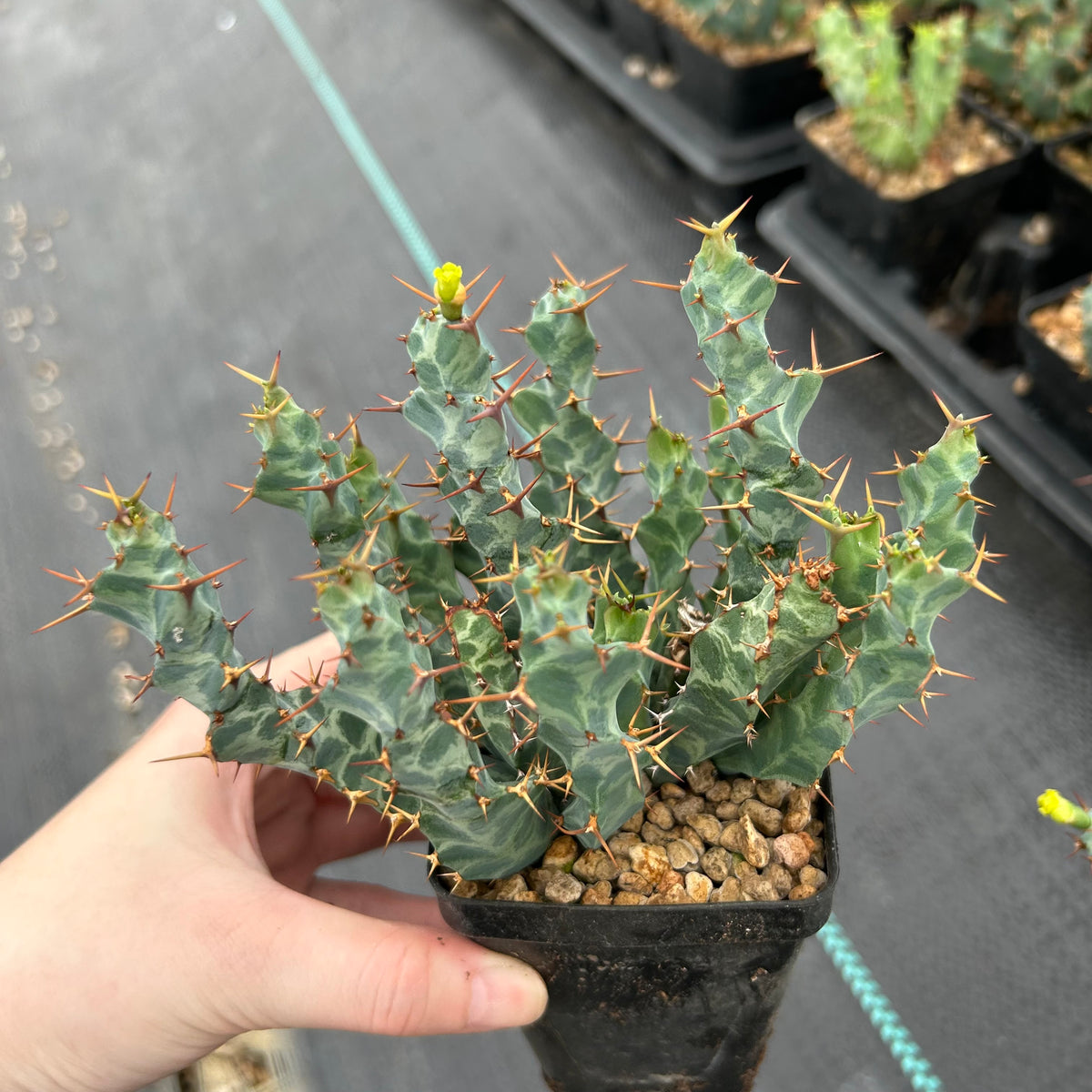 Euphorbia clavigera var. (blue)-Euphorbia-W6-8cm-image-1