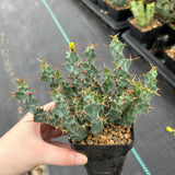 Euphorbia clavigera var. (blue)-Euphorbia-W6-8cm-image-1