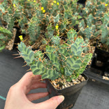 Euphorbia clavigera var. (blue)-Euphorbia-W6-8cm-image-5
