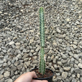 Euphorbia quadrangularis
