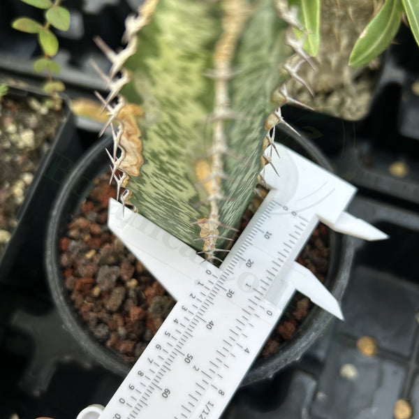 Euphorbia quadrangularis