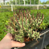 Euphorbia schoenlandii-Euphorbia-H6-8cm-image-3