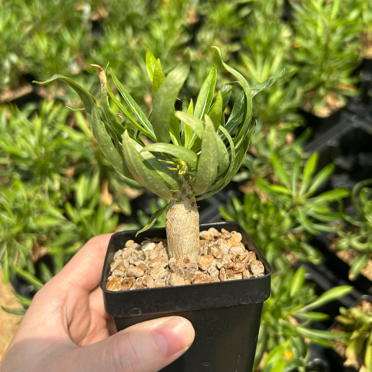 Fouquieria purpusii-Fouquieria-W1-1.5cm-image-5