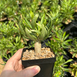 Fouquieria purpusii-Fouquieria-W1-1.5cm-image-5