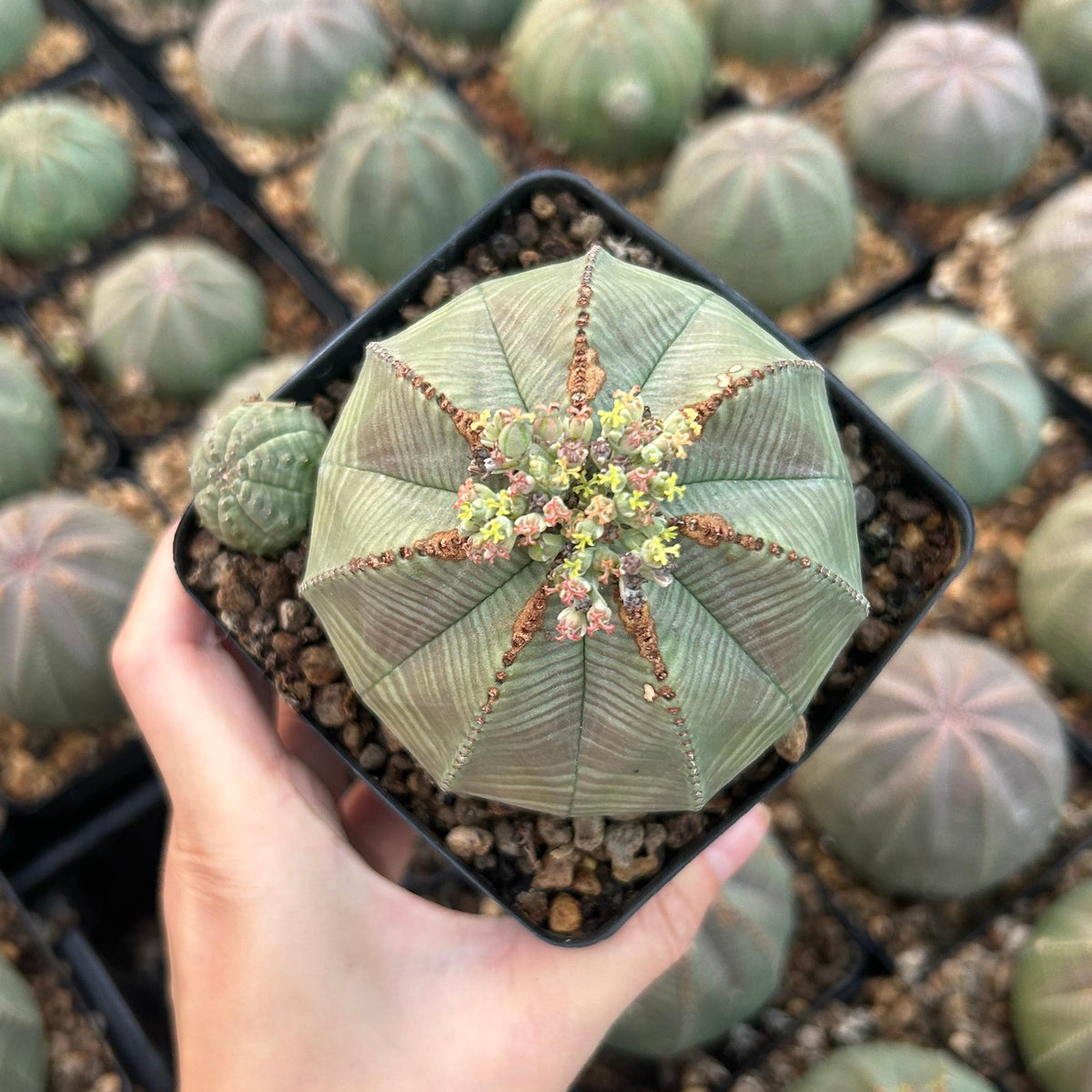 Euphorbia obesa
