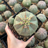 Euphorbia obesa