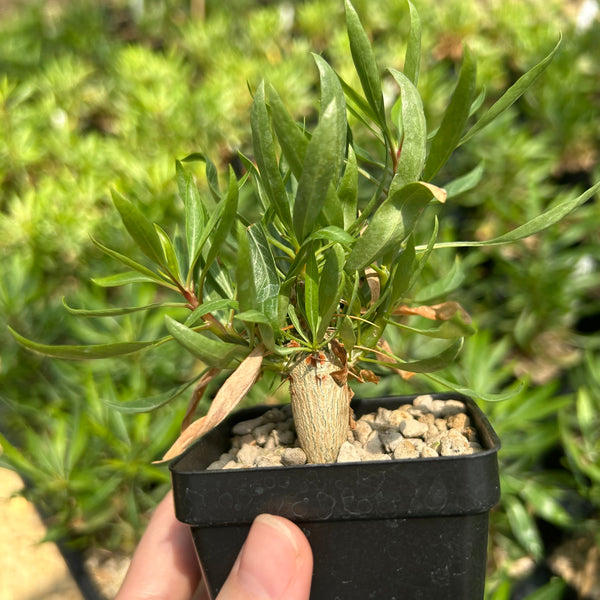 Fouquieria purpusii-Fouquieria-W1-1.5cm-image-1
