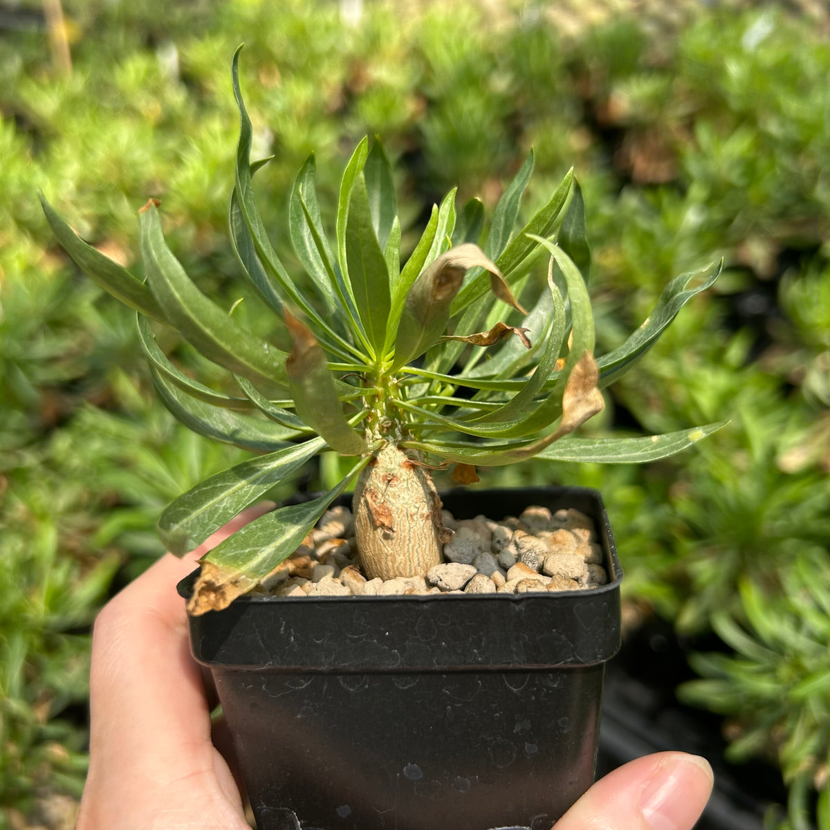 Fouquieria purpusii-Fouquieria-W1-1.5cm-image-3