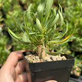 Fouquieria purpusii-Fouquieria-W1-1.5cm-image-4