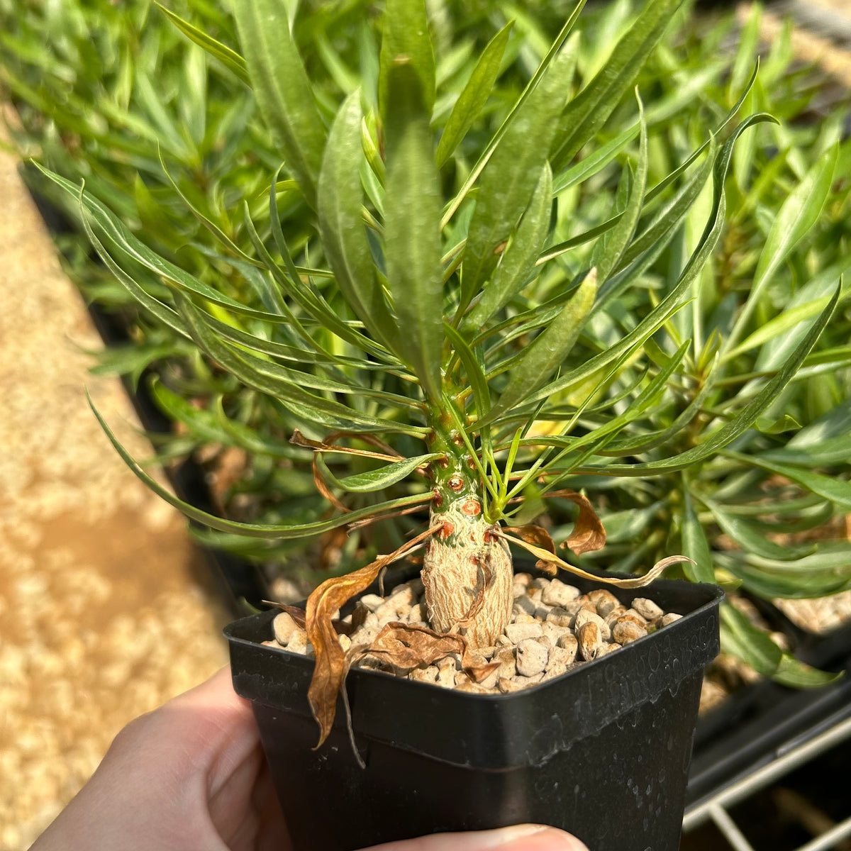 Fouquieria purpusii-Fouquieria-W1-1.5cm-image-2