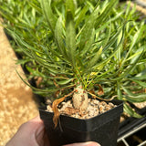 Fouquieria purpusii-Fouquieria-W1-1.5cm-image-2