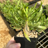 Fouquieria purpusii-Fouquieria-W1-1.5cm-image-6
