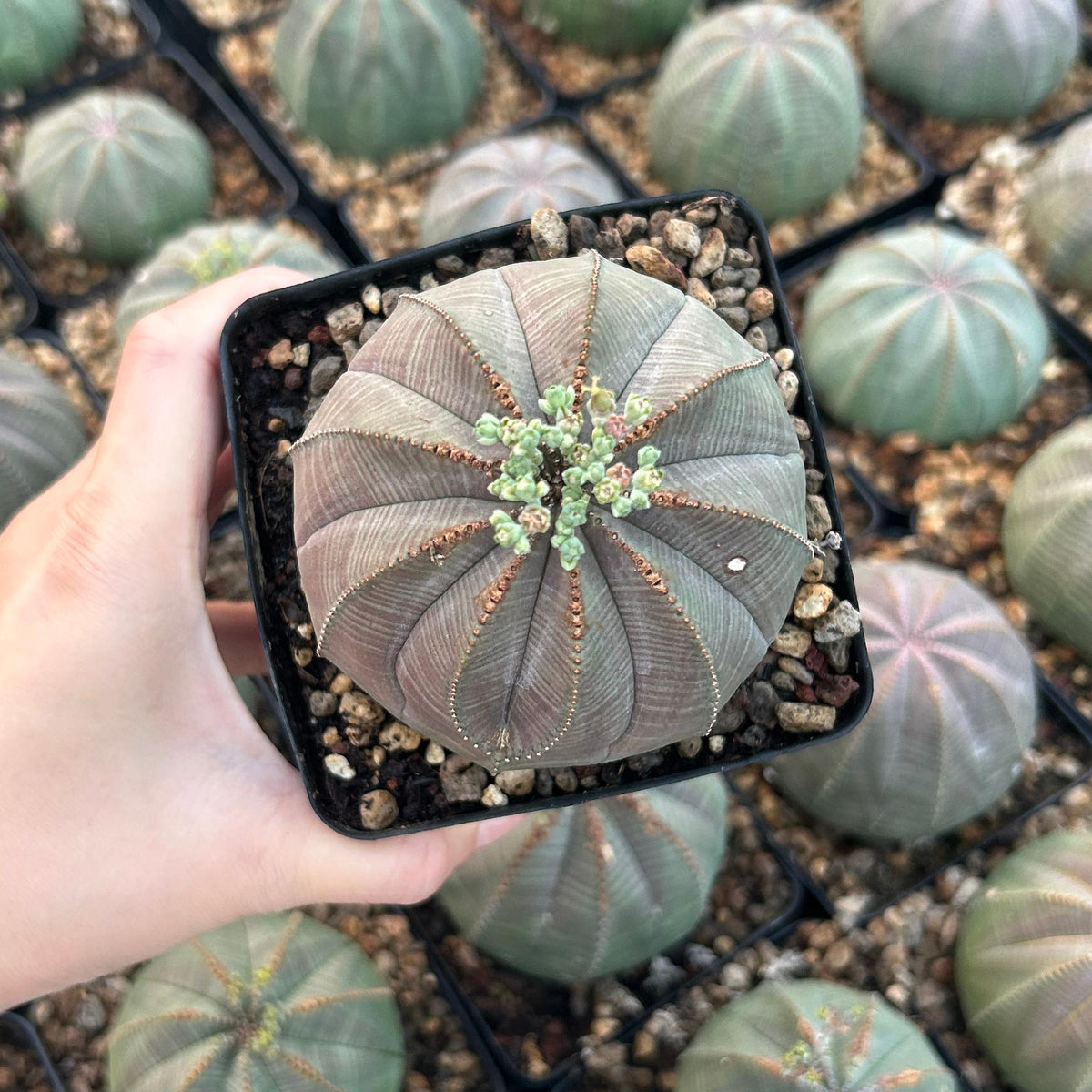Euphorbia obesa
