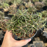 Euphorbia cylindrifolia-Euphorbia-W5-10cm&W10-15cm-image-3