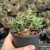 Euphorbia cylindrifolia-Euphorbia-W5-10cm&W10-15cm-image-4
