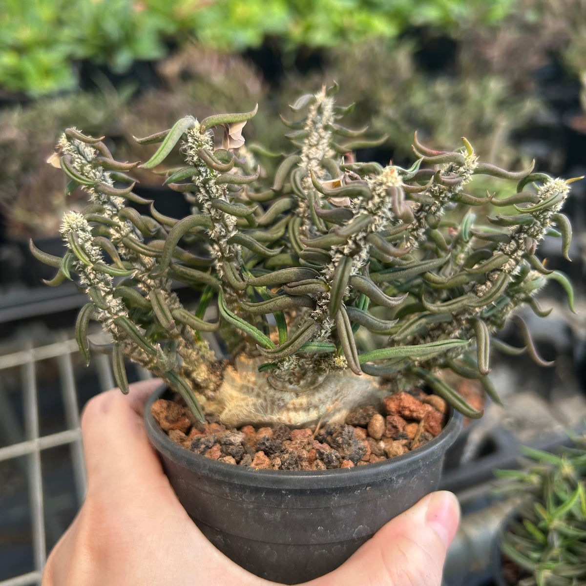 Euphorbia cylindrifolia-Euphorbia-W5-10cm&W10-15cm-image-6