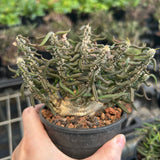 Euphorbia cylindrifolia-Euphorbia-W5-10cm&W10-15cm-image-6