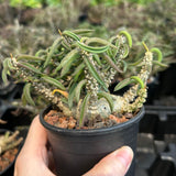 Euphorbia cylindrifolia-Euphorbia-W5-10cm&W10-15cm-image-2