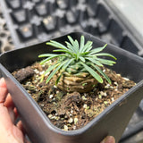 Euphorbia bupleurifolia × Euphorbia stellaespina