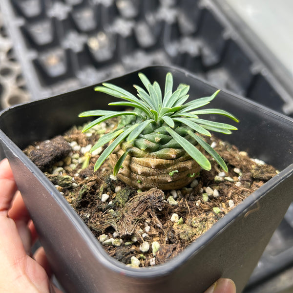 Euphorbia bupleurifolia × Euphorbia stellaespina