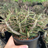Euphorbia cylindrifolia-Euphorbia-W5-10cm&W10-15cm-image-8