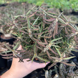 Euphorbia cylindrifolia-Euphorbia-W5-10cm&W10-15cm-image-9