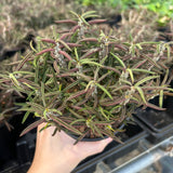 Euphorbia cylindrifolia-Euphorbia-W5-10cm&W10-15cm-image-11