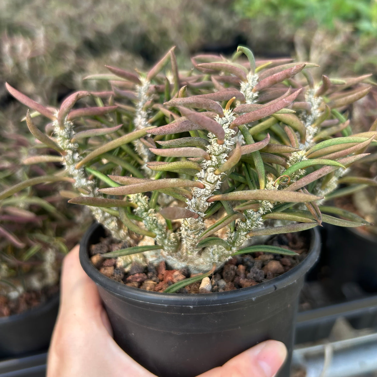 Euphorbia cylindrifolia-Euphorbia-W5-10cm&W10-15cm-image-7