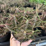 Euphorbia cylindrifolia-Euphorbia-W5-10cm&W10-15cm-image-12