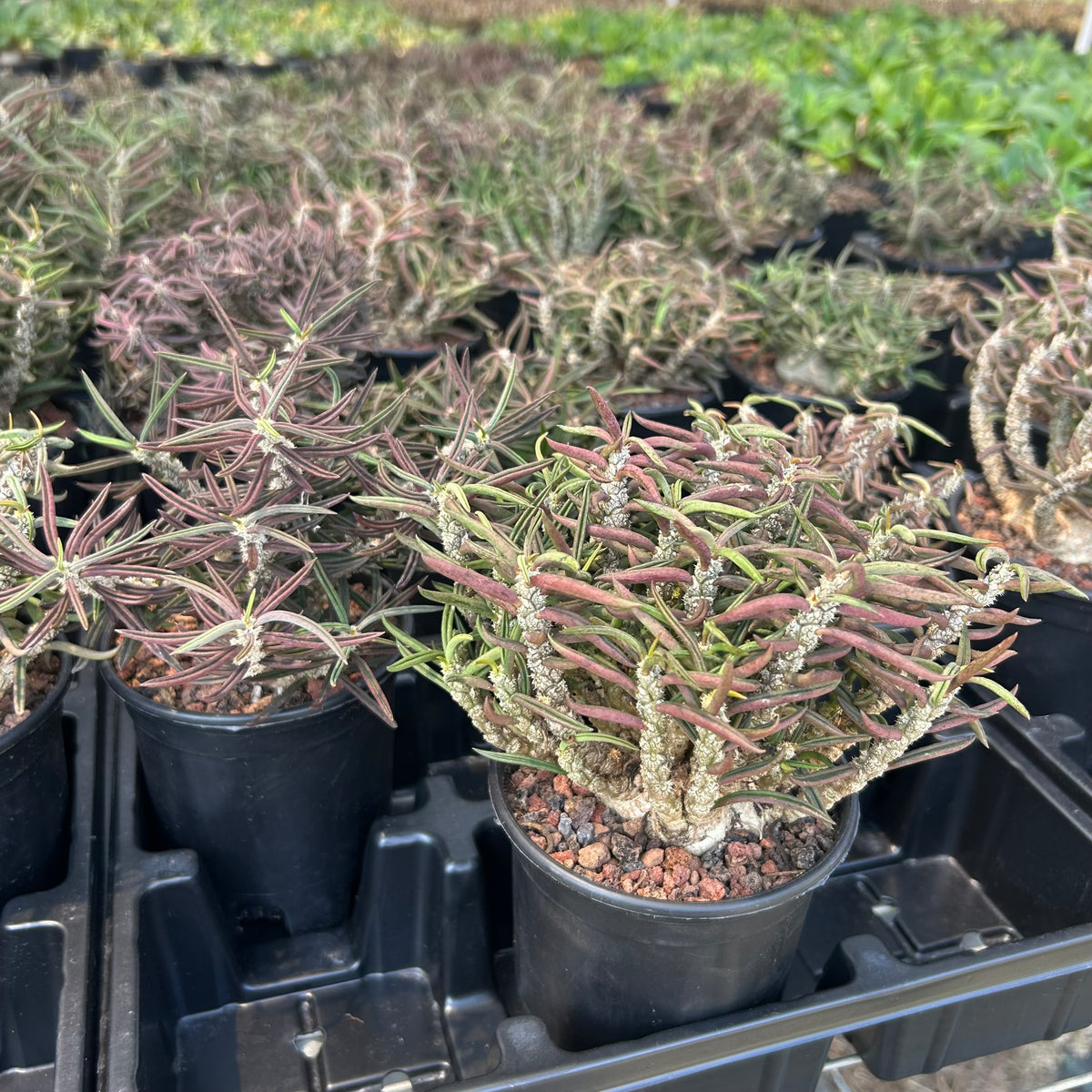 Euphorbia cylindrifolia-Euphorbia-W5-10cm&W10-15cm-image-13