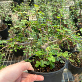 Commiphora sinuata-Burseraceae-H10-15cm-image-1