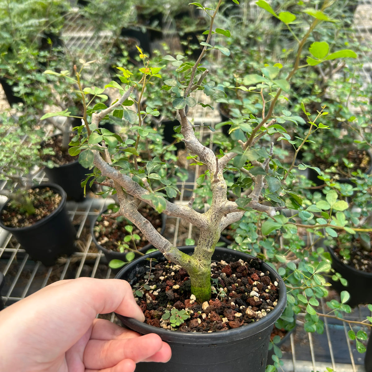 Commiphora sinuata-Burseraceae-H10-15cm-image-2