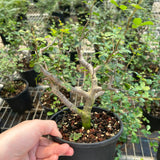Commiphora sinuata-Burseraceae-H10-15cm-image-2