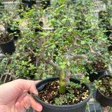 Commiphora sinuata-Burseraceae-H10-15cm-image-3